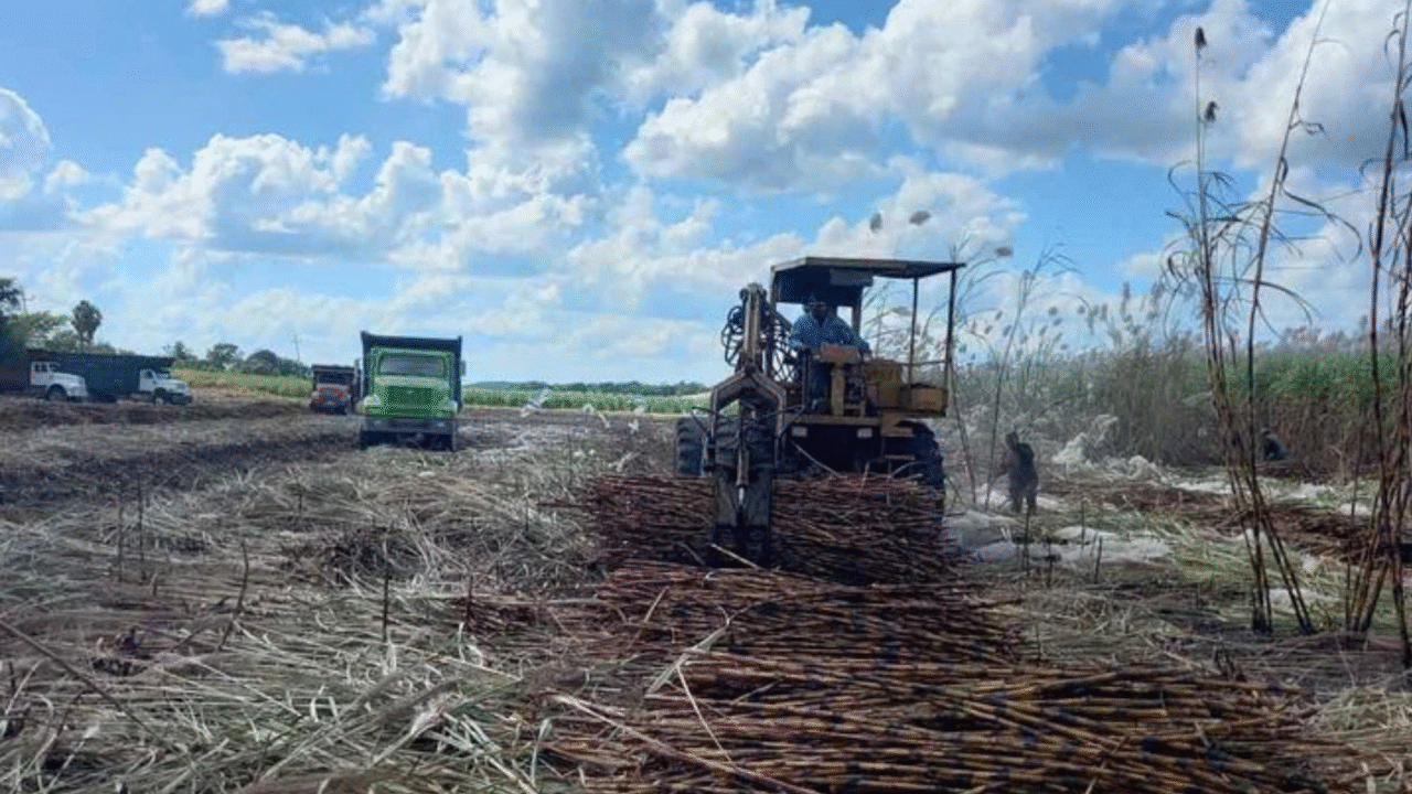 Cañeros de Quintana Roo se unen a protesta nacional por abandono del ...